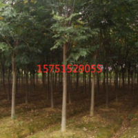 欒樹(shù)哪里有貨源 ？沭陽(yáng)欒樹(shù)貨源