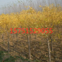 黃金槐哪里有貨源？ 哪里黃金槐便宜？2019黃金槐供應(yīng)