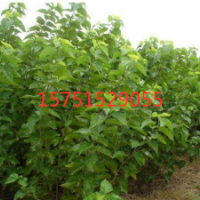 桑樹(shù)哪里有貨源桑樹(shù) ？江蘇低價(jià)苗圃直銷桑樹(shù)