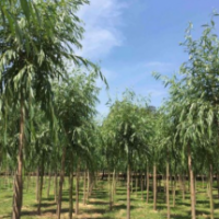 哪里有黃金柳基地？16公分黃金柳批發(fā)基地在哪里？