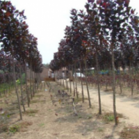 最新中華紅葉楊價格