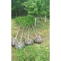 浙江7公分落羽杉批發(fā)，南通7公分落羽杉價錢，鹽城7公分落羽杉供