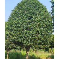 湖南桂花、八月桂、金桂、丹桂、月月桂、叢生桂花、精品桂花