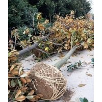 廣玉蘭產(chǎn)地1-25供應(yīng)大量供應(yīng)、15公分350元上車