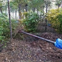 榆樹(shù) 白榆 家榆 金葉榆