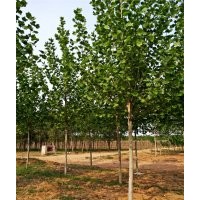 梧桐 桐樹 造型法桐 速生法桐