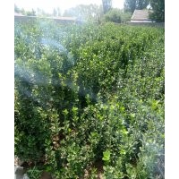 北海道黃楊大小規(guī)格苗