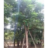 供應(yīng)各類喬木灌木