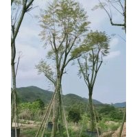 供應(yīng)12-20公分藍(lán)花楹袋苗假植苗