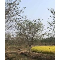 供應(yīng)精品染井吉野櫻羽毛楓紅梅紅楓雞爪槭桂花丹桂金桂八月桂