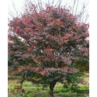 供應叢生紫薇紅梅紅楓雞爪槭桂花丹桂金桂羽毛楓櫻花無患子欒樹香