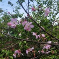 哪里有正宗紅粉佳人櫻花（廣州櫻）1-9公分嫁接紅粉佳人批發(fā)