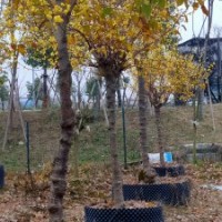 供應(yīng)叢生紫薇紅梅紅楓八月桂雞爪槭櫸樹香樟羽毛楓櫻花無患子