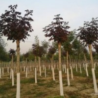 大量供應(yīng)：五角楓、秋紫白蠟、金葉白蠟、合歡