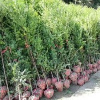 地徑2～3公分的紅豆杉100萬株，價格非常便宜