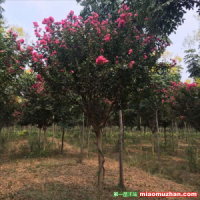 6公分-7公分紫薇產(chǎn)地什么價格？