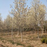 玉蘭胸徑5-28公分北京大苗圃基地購(gòu)樹(shù)木市排價(jià)