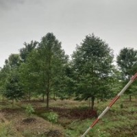 協(xié)燦苗木供應(yīng)紅梅紅楓雞爪槭日本紅楓烏桕楊梅無患子樂昌含笑