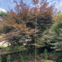 供應(yīng)叢生楊梅叢生紫薇紅梅紅楓雞爪槭日本紅楓染井吉野櫻丹桂金桂