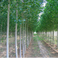 江蘇哪里有歐美楊107號低價批發(fā) 榮慶園林供應(yīng)歐美楊107號