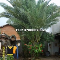 伊拉克海棗樹(shù)