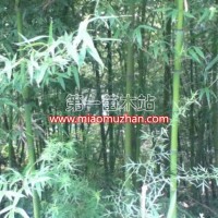 竹苗