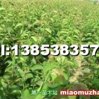 梨樹苗