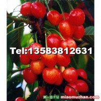 瑪瑙紅櫻桃苗