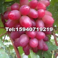巨峰葡萄苗