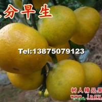 大分早生特早熟柑橘苗