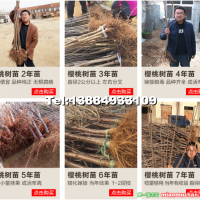 大櫻桃樹苗，櫻桃樹苗