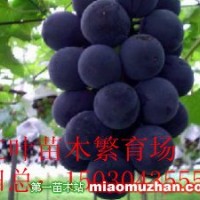 巨峰葡萄苗