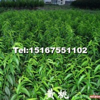 水果苗——黃桃