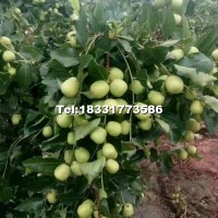 金梅棗9月底成熟