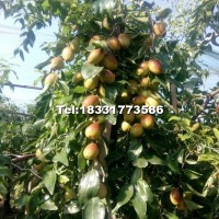 大果型新品種1號