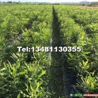 澳洲堅(jiān)果苗桂熱一號(hào)