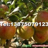 突尼斯大果軟籽石榴苗