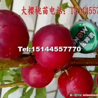 大櫻桃苗抗寒耐寒