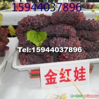 金紅娃葡萄
