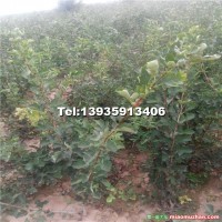 2公分以上山楂樹(shù)