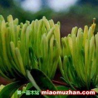 湖南山銀花苗木