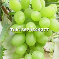 維多利亞葡萄苗