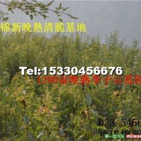 晚熟桃子苗