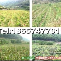 紅心獼猴桃苗木