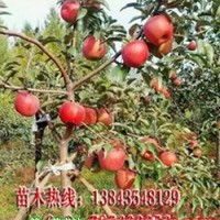 紅富貴蘋果樹苗