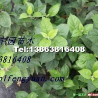 M9T337矮化自根砧煙富0蘋果苗