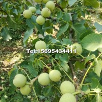 冠核三號核桃苗