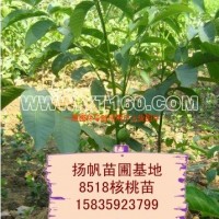 8518核桃苗