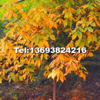 小糙皮山核桃綠化樹