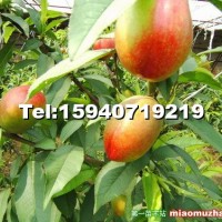 克拉瑪依耐寒桃樹苗